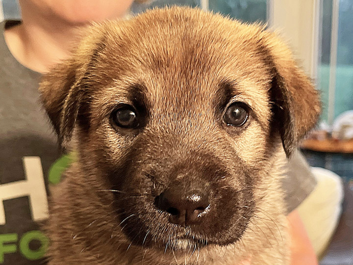 chinook puppy